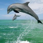 dolphin's show _Hengam island_Iran